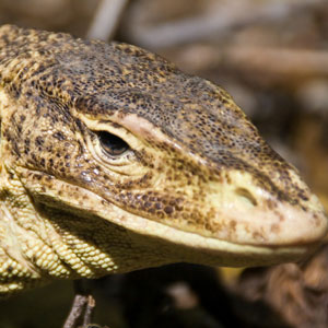 Head of a lace monitor
